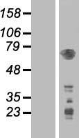 PDPK1 / PDK1 Protein - Western validation with an anti-DDK antibody * L: Control HEK293 lysate R: Over-expression lysate