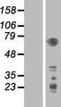 PDPK1 / PDK1 Protein - Western validation with an anti-DDK antibody * L: Control HEK293 lysate R: Over-expression lysate