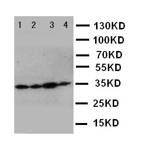 PDPN / Podoplanin Antibody - WB of PDPN / Podoplanin antibody. Lane 1: SMMC Cell Lysate. Lane 2: HEPA Cell Lysate. Lane 3: 293T Cell Lysate. Lane 4: HELA Cell Lysate.