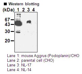 PDPN / Podoplanin Antibody