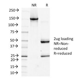 PDPN / Podoplanin Antibody - SDS-PAGE Analysis of Purified, BSA-Free Podoplanin Antibody (clone PDPN/1433). Confirmation of Integrity and Purity of the Antibody.