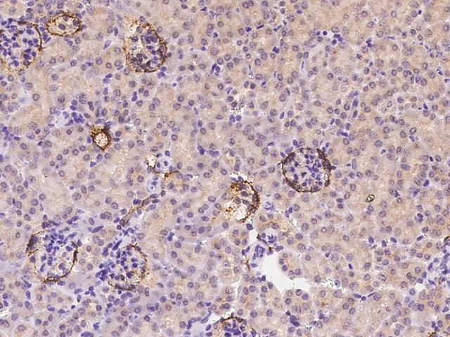 PDPN / Podoplanin Antibody - Immunochemical staining of mouse Podoplanin in mouse kidney with rabbit polyclonal antibody at 1:2000 dilution, formalin-fixed paraffin embedded sections.