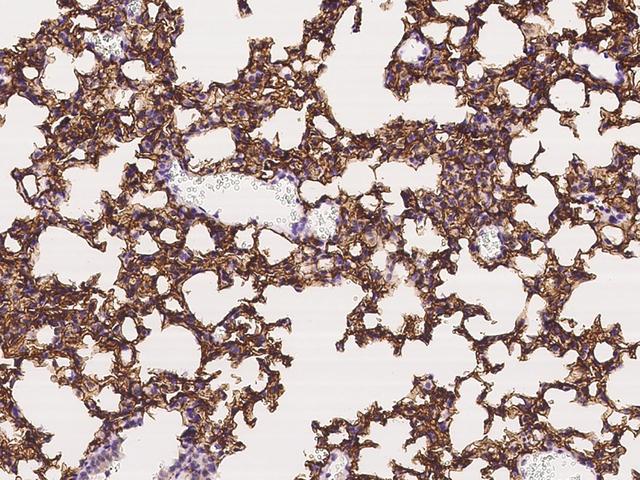 PDPN / Podoplanin Antibody - Immunochemical staining of mouse Podoplanin in mouse lung with rabbit polyclonal antibody at 1:2000 dilution, formalin-fixed paraffin embedded sections.