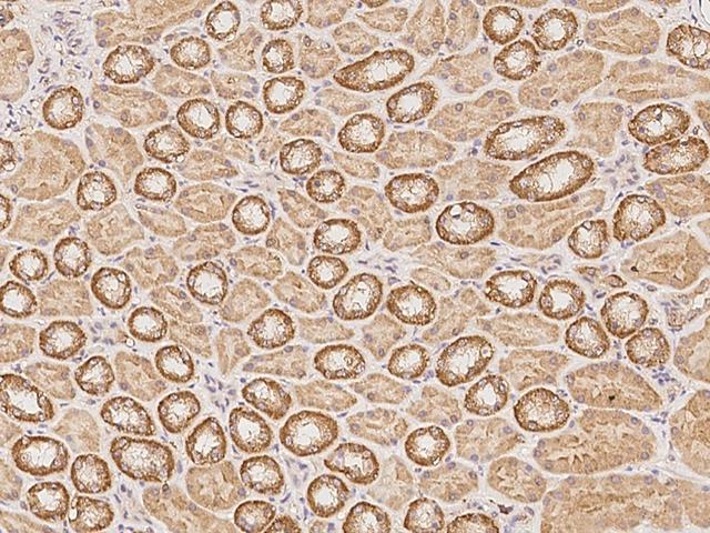PDPR Antibody - Immunochemical staining of human PDPR in human kidney with rabbit polyclonal antibody at 1:500 dilution, formalin-fixed paraffin embedded sections.