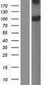 PDPR Protein - Western validation with an anti-DDK antibody * L: Control HEK293 lysate R: Over-expression lysate
