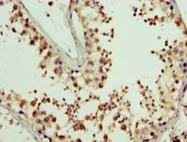 PDRG1 Antibody - Immunohistochemistry of paraffin-embedded human testis using antibody at 1:100 dilution.  This image was taken for the unconjugated form of this product. Other forms have not been tested.
