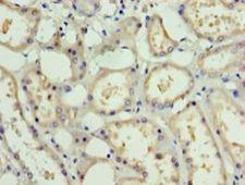 PDRG1 Antibody - Immunohistochemistry of paraffin-embedded human kidney using antibody at 1:100 dilution.  This image was taken for the unconjugated form of this product. Other forms have not been tested.