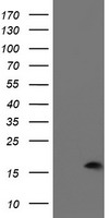 PDRG1 Antibody - HEK293T cells were transfected with the pCMV6-ENTRY control (Left lane) or pCMV6-ENTRY PDRG1 (Right lane) cDNA for 48 hrs and lysed. Equivalent amounts of cell lysates (5 ug per lane) were separated by SDS-PAGE and immunoblotted with anti-PDRG1.
