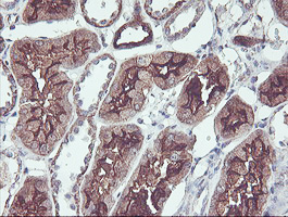PDRG1 Antibody - IHC of paraffin-embedded Human Kidney tissue using anti-PDRG1 mouse monoclonal antibody. (Heat-induced epitope retrieval by 10mM citric buffer, pH6.0, 100C for 10min).