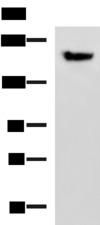 PDS5B / AS3 Antibody - Western blot analysis of Mouse brain tissue lysate  using PDS5B Polyclonal Antibody at dilution of 1:800