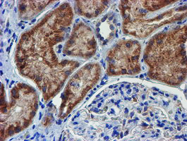 PDSS2 / DLP1 Antibody - IHC of paraffin-embedded Human Kidney tissue using anti-PDSS2 mouse monoclonal antibody.