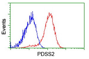 PDSS2 / DLP1 Antibody - Flow cytometry of HeLa cells, using anti-PDSS2 antibody (Red), compared to a nonspecific negative control antibody (Blue).
