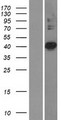 PDSS2 / DLP1 Protein - Western validation with an anti-DDK antibody * L: Control HEK293 lysate R: Over-expression lysate