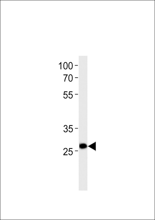 PDX1 Antibody - Ipf Antibody western blot of U-937 cell line lysates (35 ug/lane). The Ipf antibody detected the Ipf protein (arrow).