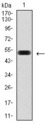 PDX1 Antibody - Western blot using PDX1 monoclonal antibody against human PDX1 (AA: 39-283) recombinant protein. (Expected MW is 52 kDa)
