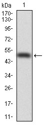 PDX1 Antibody - Western blot using PDX1 monoclonal antibody against human PDX1 (AA: 39-283) recombinant protein. (Expected MW is 52 kDa)