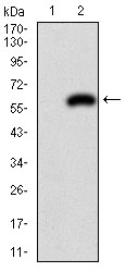 PDX1 Antibody - Western blot using PDX1 monoclonal antibody against HEK293 (1) and PDX1 (AA: 39-283)-hIgGFc transfected HEK293 (2) cell lysate.