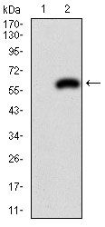 PDX1 Antibody - PDX1 Antibody in Western Blot (WB)