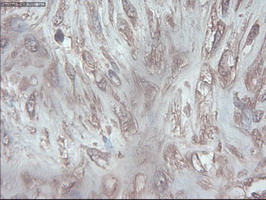 PDX1 Antibody - IHC of paraffin-embedded pancreas using anti-PDX1 mouse monoclonal antibody.