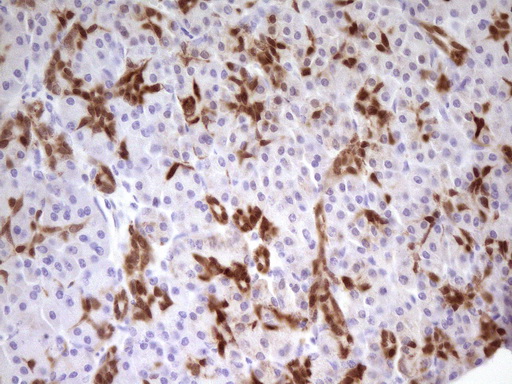 PDX1 Antibody - Immunohistochemical staining of paraffin-embedded Human pancreas tissue using anti-PDX1 mouse monoclonal antibody. (Heat-induced epitope retrieval by Tris-EDTA, pH8.0)(1:150)
