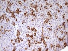 PDX1 Antibody - IHC of paraffin-embedded Human pancreas tissue using anti-PDX1 mouse monoclonal antibody. (Heat-induced epitope retrieval by 1 mM EDTA in 10mM Tris, pH8.5, 120°C for 3min)(1:150).