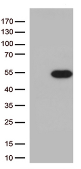 PDX1 Antibody - HEK293T cells were transfected with the pCMV6-ENTRY control. (Left lane) or pCMV6-ENTRY PDX1. (Right lane) cDNA for 48 hrs and lysed. Equivalent amounts of cell lysates. (5 ug per lane) were separated by SDS-PAGE and immunoblotted with anti-PDX1. (1:2000)