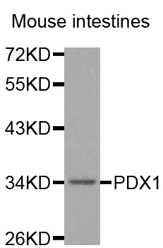 PDX1 Antibody - Western blot analysis of extracts of Mouse intestines tissue.
