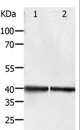 PDX1 Antibody - Western blot analysis of HeLa and Jurkat cell, using PDX1 Polyclonal Antibody at dilution of 1:450.