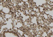 PDX1 Antibody - 1:100 staining rat lung tissue by IHC-P. The sample was formaldehyde fixed and a heat mediated antigen retrieval step in citrate buffer was performed. The sample was then blocked and incubated with the antibody for 1.5 hours at 22°C. An HRP conjugated goat anti-rabbit antibody was used as the secondary.