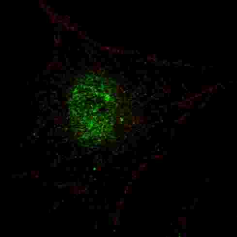 PDX1 Antibody - Fluorescent confocal image of SY5Y cells stained with phospho-PDX1-T11 antibody. SY5Y cells were fixed with 4% PFA (20 min), permeabilized with Triton X-100 (0.2%, 30 min). Cells were then incubated phospho-PDX1-T11 primary antibody (1:100, 2 h at room temperature). For secondary antibody, Alexa Fluor 488 conjugated donkey anti-rabbit antibody (green) was used (1:1000, 1h). Nuclei were counterstained with Hoechst 33342 (blue) (10 ug/ml, 5 min). Note the highly specific localization of the phospho-PDX1 immunosignal mainly to the nucleus.