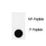 PDX1 Antibody - Dot blot of PDX1 Antibody (T11) antibody on nitrocellulose membrane. 50ng of Phospho-peptide or Non Phospho-peptide per dot were adsorbed. Antibody working concentrations are 0.5ug per ml.