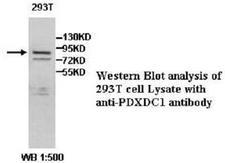 PDXDC1 Antibody