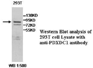 PDXDC1 Antibody
