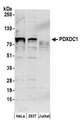 PDXDC1 Antibody - Detection of human PDXDC1 by western blot. Samples: Whole cell lysate (50 µg) from HeLa, HEK293T, and Jurkat cells prepared using NETN lysis buffer. Antibody: Affinity purified rabbit anti-PDXDC1 antibody used for WB at 0.1 µg/ml. Detection: Chemiluminescence with an exposure time of 3 minutes.
