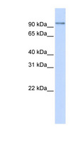 PDXDC1 Antibody - PDXDC1 antibody Western blot of 293T cell lysate. This image was taken for the unconjugated form of this product. Other forms have not been tested.
