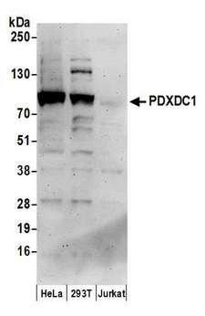 PDXDC1 Antibody - Detection of human PDXDC1 by western blot. Samples: Whole cell lysate (50 µg) from HeLa, HEK293T, and Jurkat cells prepared using NETN lysis buffer. Antibody: Affinity purified rabbit anti-PDXDC1 antibody used for WB at 1 µg/ml. Detection: Chemiluminescence with an exposure time of 3 minutes.