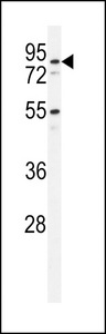 PDXDC1 Antibody - Western blot of PDXD1 Antibody in HL-60 cell line lysates (35 ug/lane). PDXD1 (arrow) was detected using the purified antibody.
