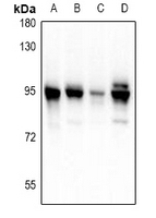 PDXDC1 Antibody - Western blot analysis of PDXDC1 expression in BV2 (A), PMVEC (B), A549 (C), Hela (D) whole cell lysates.