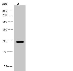 PDXDC1 Antibody - Anti-PDXDC1 rabbit polyclonal antibody at 1:500 dilution. Lane A: U-251 MG Whole Cell Lysate. Lysates/proteins at 30 ug per lane. Secondary: Goat Anti-Rabbit IgG (H+L)/HRP at 1/10000 dilution. Developed using the ECL technique. Performed under reducing conditions. Predicted band size: 87 kDa. Observed band size: 94 kDa.