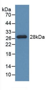 PDXK / PNK Antibody - Western Blot; Sample: Recombinant PDXK, Rat.