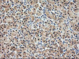 PDXK / PNK Antibody - IHC of paraffin-embedded Human pancreas tissue using anti-PDXK mouse monoclonal antibody.