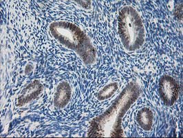 PDXK / PNK Antibody - IHC of paraffin-embedded Human endometrium tissue using anti-PDXK mouse monoclonal antibody.