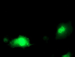 PDXK / PNK Antibody - Anti-PDXK mouse monoclonal antibody immunofluorescent staining of COS7 cells transiently transfected by pCMV6-ENTRY PDXK.