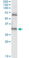 PDYN / ProDynorphin Antibody - Immunoprecipitation of PDYN transfected lysate using anti-PDYN monoclonal antibody and Protein A Magnetic Bead, and immunoblotted with PDYN rabbit polyclonal antibody.