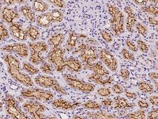 PDYN / ProDynorphin Antibody - Immunochemical staining of human PDYN in human kidney with rabbit polyclonal antibody at 1:100 dilution, formalin-fixed paraffin embedded sections.