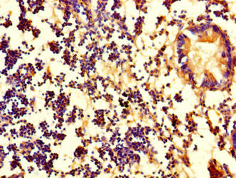 PDZD11 / PISP Antibody - Immunohistochemistry of paraffin-embedded human appendix tissue using PDZD11 Antibody at dilution of 1:100