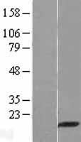 PDZD11 / PISP Protein - Western validation with an anti-DDK antibody * L: Control HEK293 lysate R: Over-expression lysate