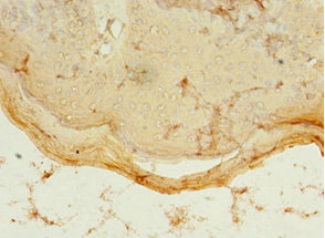 PDZD3 Antibody - Immunohistochemistry of paraffin-embedded human skin at dilution 1:100