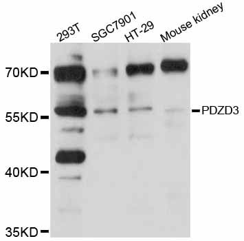 PDZD3 Antibody - Western blot analysis of extracts of various cell lines, using PDZD3 antibody at 1:1000 dilution. The secondary antibody used was an HRP Goat Anti-Rabbit IgG (H+L) at 1:10000 dilution. Lysates were loaded 25ug per lane and 3% nonfat dry milk in TBST was used for blocking. An ECL Kit was used for detection and the exposure time was 30s.
