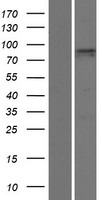 PDZD4 Protein - Western validation with an anti-DDK antibody * L: Control HEK293 lysate R: Over-expression lysate